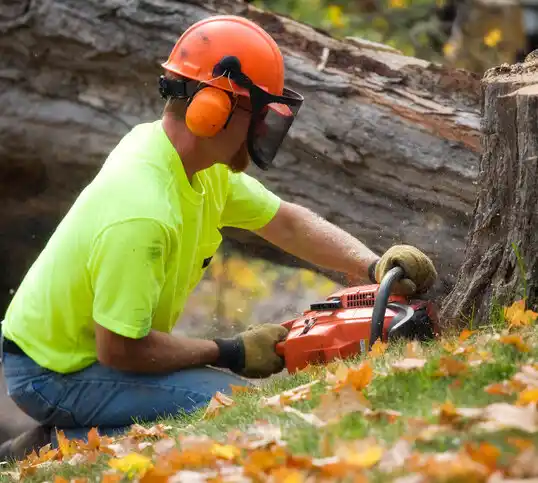 tree services Elmira